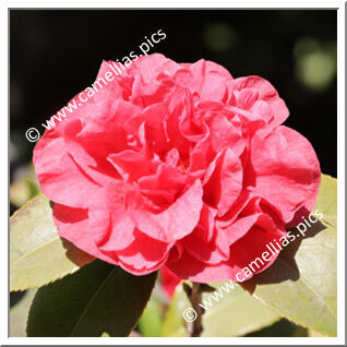 Camellia Japonica 'Atrorubens '