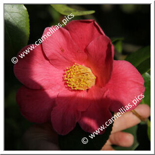 Camellia Japonica 'Aubrey Mcgill'