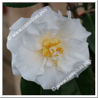 Camellia Japonica 'Auburn White'