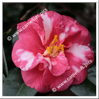 Camellia Japonica 'Adolphe Audusson Variegated'