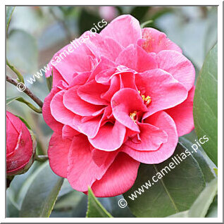 Camellia Japonica 'Augusta Superba'