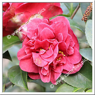 Camellia Japonica 'Augusta Superba'