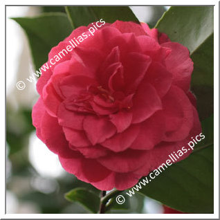 Camellia Japonica 'Auguste Delfosse'