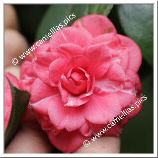 Camellia Japonica 'Augusto '
