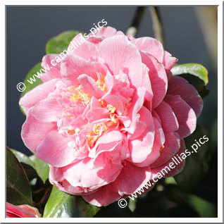 Camellia Japonica 'Augusto Leal de Gouveia Pinto'