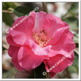 Camellia Hybrid C.reticulata 'Australia'