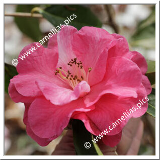 Camellia Hybrid C.reticulata 'Australia'