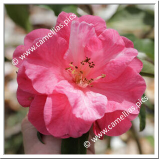 Camellia Hybrid C.reticulata 'Australia'