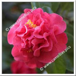 Camellia Japonica 'Australis'