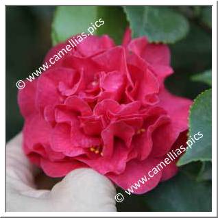 Camellia Japonica 'Australis'