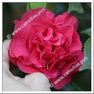 Camellia Japonica 'Australis'