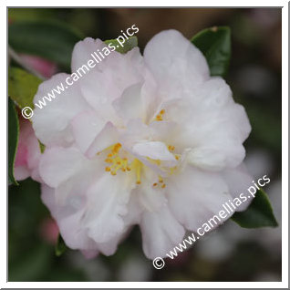 Camellia Sasanqua 'Autumn Dawn'