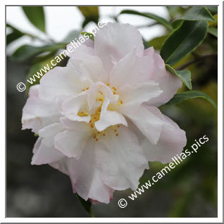 Camellia Sasanqua 'Autumn Dawn'