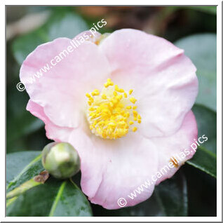 Camellia Hybrid 'Autumn Fragrance'