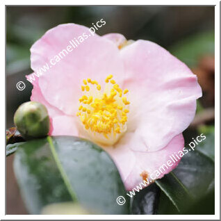 Camellia Hybrid 'Autumn Fragrance'