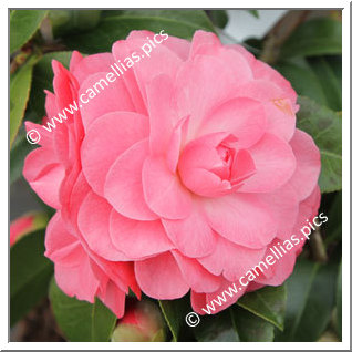 Camellia Hybride C.x williamsii 'Autumn Jewel'