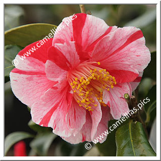 Camellia Japonica 'Ay Ay Ay'