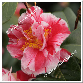 Camellia Japonica 'Ay Ay Ay'