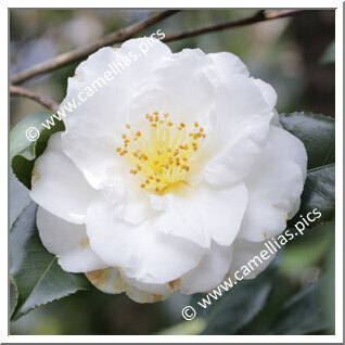 Camellia Japonica 'Ayato'