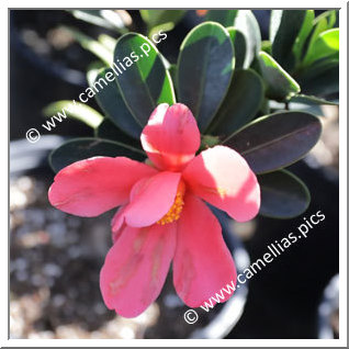 Camellia Botanique 'C. azalea'