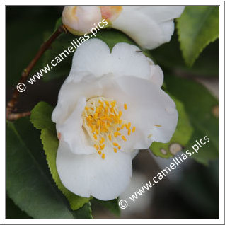Camellia Hybrid 'Azorenduft'