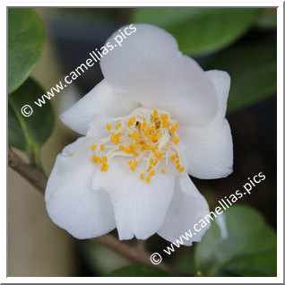 Camellia Hybrid 'Azorenduft'