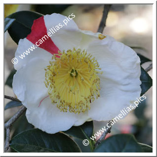 Camellia Higo Camellias 'Azuma-nishiki'