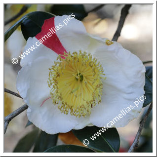 Camellia Higo Camellias 'Azuma-nishiki'