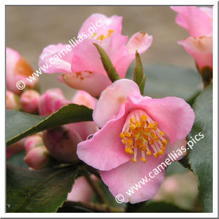 Camellia Hybrid 'Baby Bear'