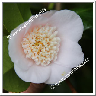 Camellia Japonica 'Baby Doll'