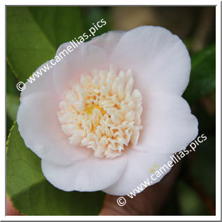 Camellia Japonica 'Baby Doll'