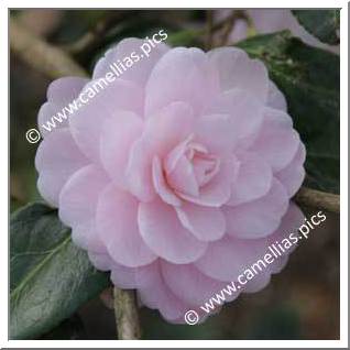 Camellia Hybrid 'Baby Face (Fish)'