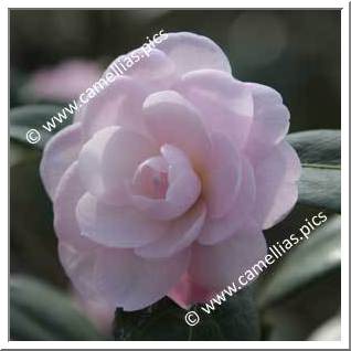 Camellia Hybrid 'Baby Face (Fish)'