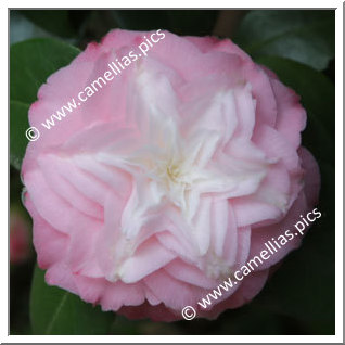 'Baby Pearl'