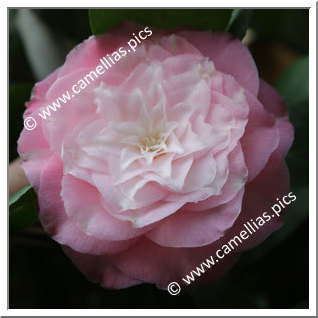 Camellia Japonica 'Baby Pearl'