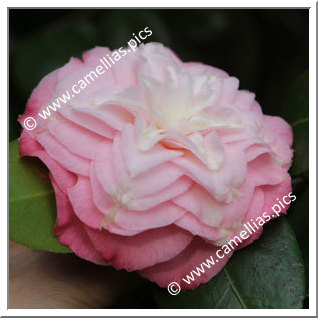 Camellia Japonica 'Baby Pearl'