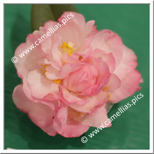 Camellia Hybrid 'Baby Rhodo'