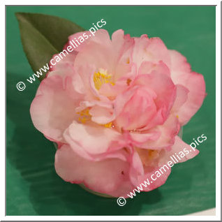 Camellia Hybride 'Baby Rhodo'