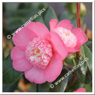 Camellia Japonica 'Baby Sis Pink'