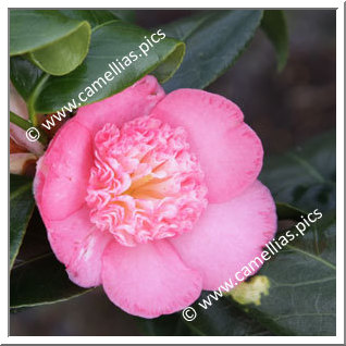 Camellia Japonica 'Baby Sis Pink'