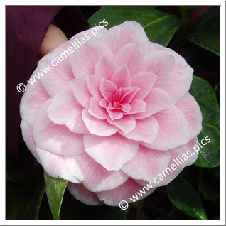 Camellia Japonica 'Souvenir de Bahuaud-Litou'
