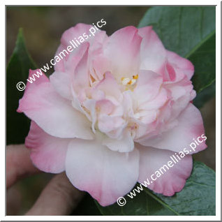 Camellia Japonica 'Ballet Dancer'