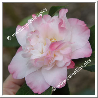 Camellia Japonica 'Ballet Dancer'