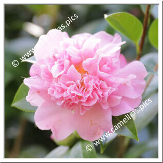 Camellia Hybrid C.x williamsii 'Ballet Queen'