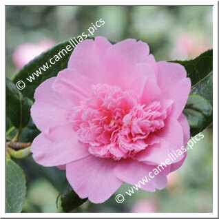 Camellia Hybrid C.x williamsii 'Ballet Queen'