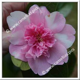 Camellia Hybrid C.x williamsii 'Ballet Queen Variegated'
