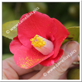 Camellia Japonica 'Bâ-no-ki'