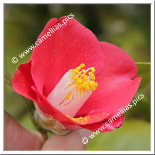 Camellia Japonica 'Bâ-no-ki'