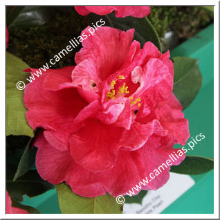 Camellia Reticulata 'Baozhu Cha'