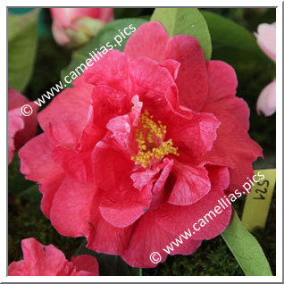 Camellia Reticulata 'Baozhu Cha'